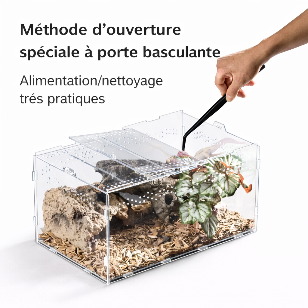 Terrarium pour phasmes – Acrylique haut ventilé
