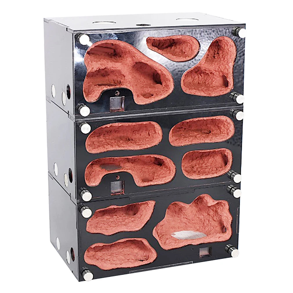 Terrarium pour fourmis – Acrylique rouge naturel