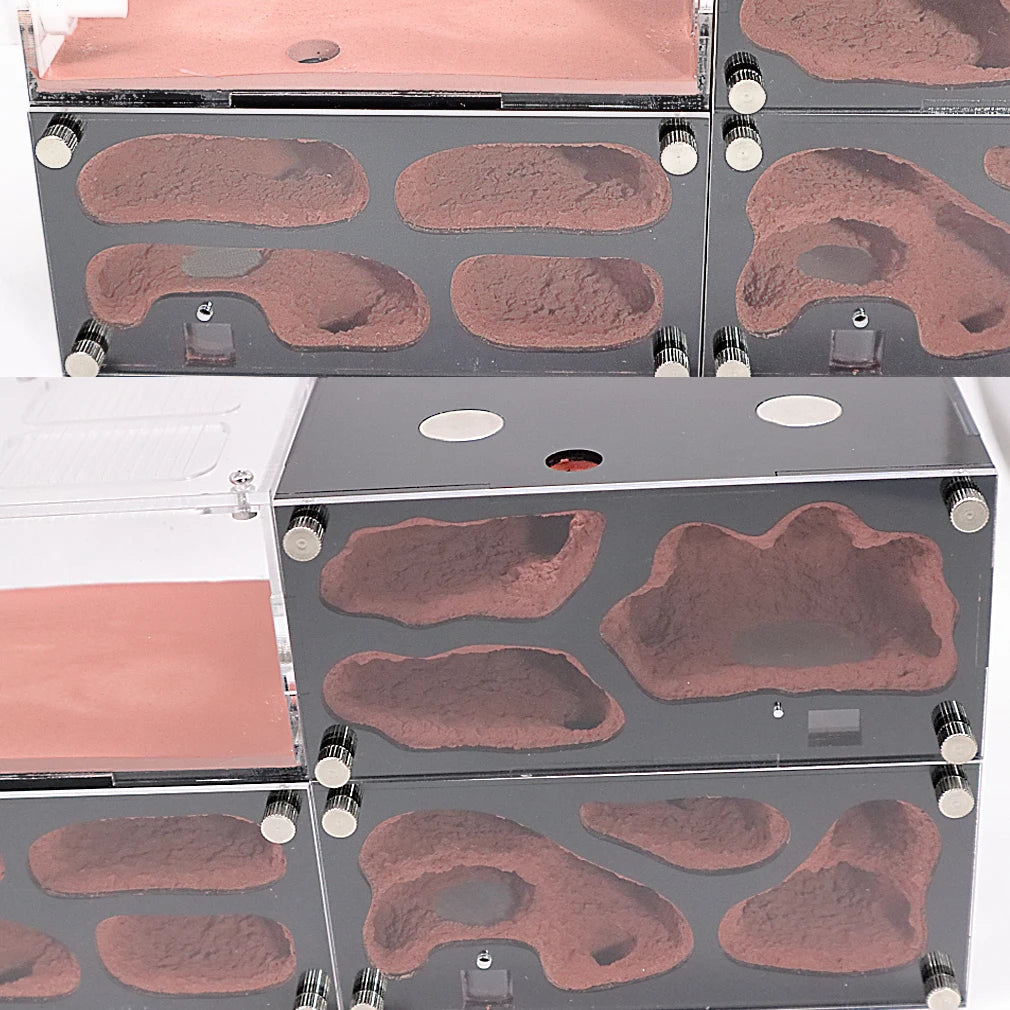 Terrarium pour fourmis – Acrylique rouge naturel