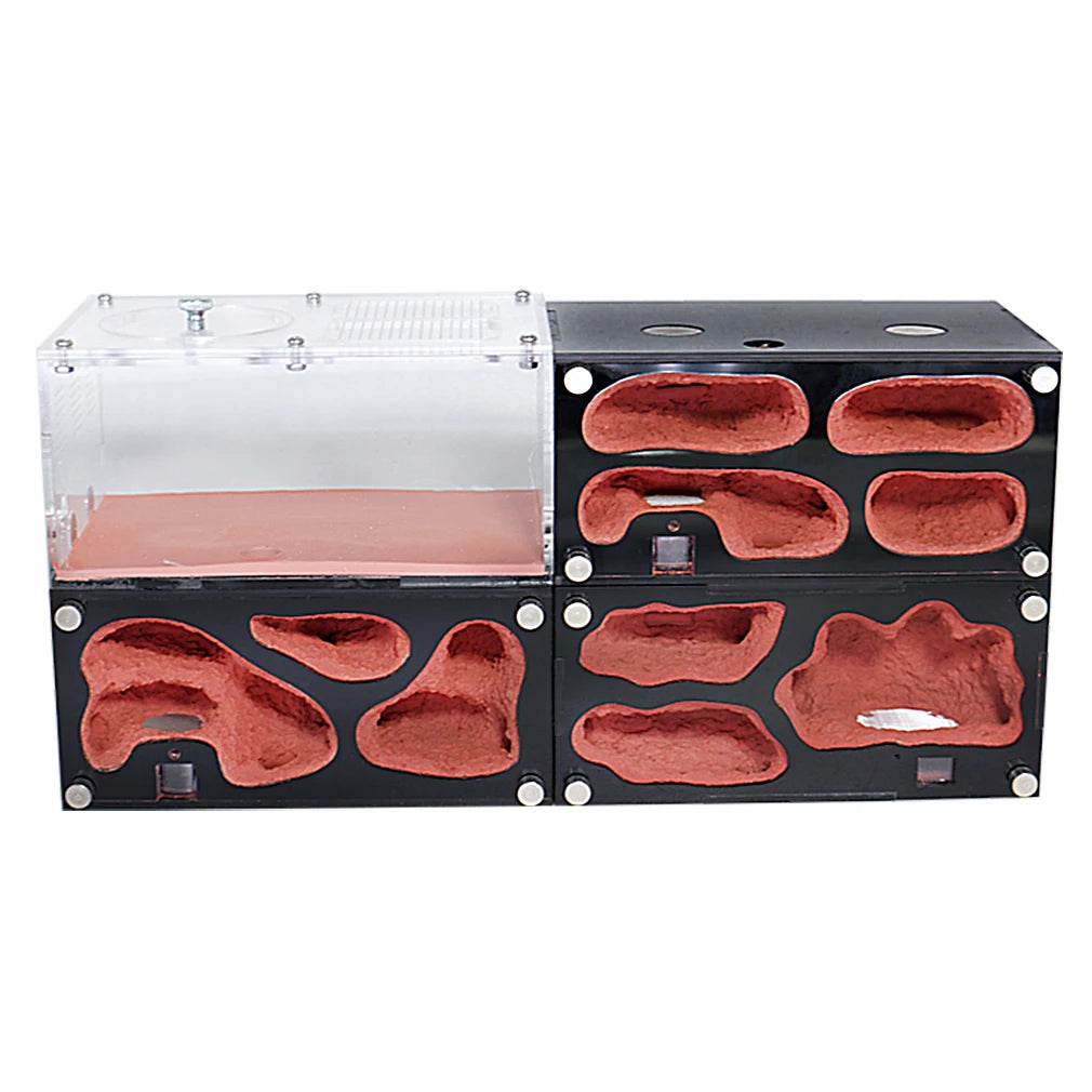 Terrarium pour fourmis – Acrylique rouge naturel