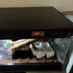 Terrarium pour gecko à crête – PVC grimpant chauffé