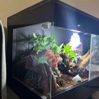 Terrarium pour gecko à crête – PVC grimpant chauffé