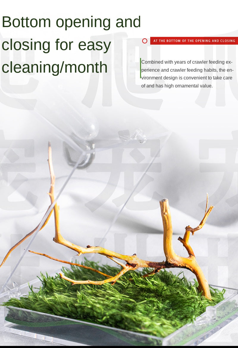 Terrarium pour phasmes – Acrylique clair vertical