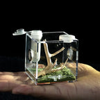 Terrarium pour phasmes – Acrylique clair vertical