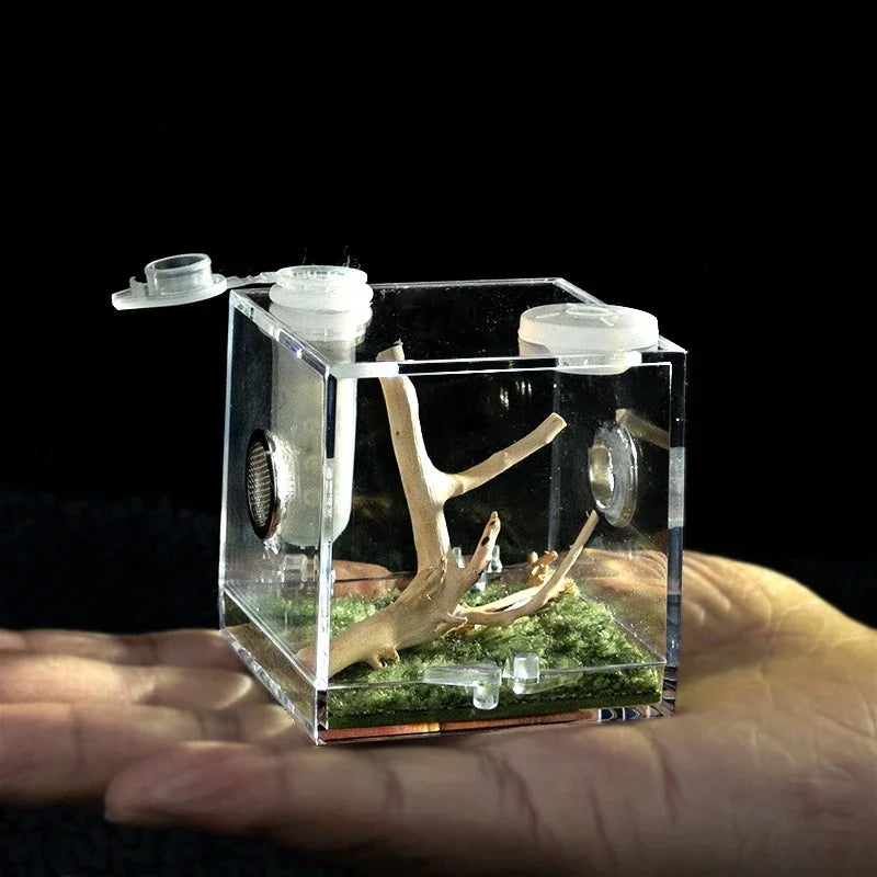 Terrarium pour phasmes – Acrylique clair vertical