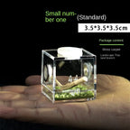 Terrarium pour phasmes – Acrylique clair vertical