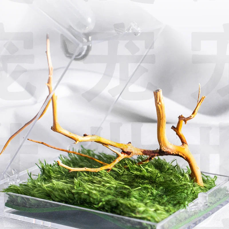 Terrarium pour phasmes – Acrylique clair vertical