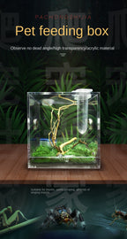 Terrarium pour phasmes – Acrylique clair vertical