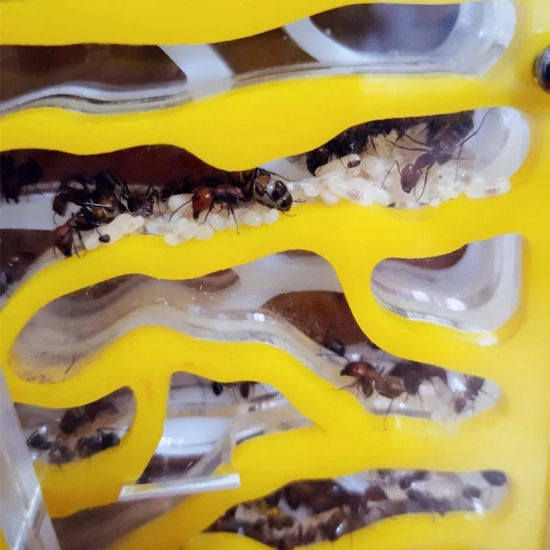 Terrarium pour fourmis – Acrylique galerie modulaire