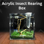 Terrarium pour phasmes – Acrylique clair vertical