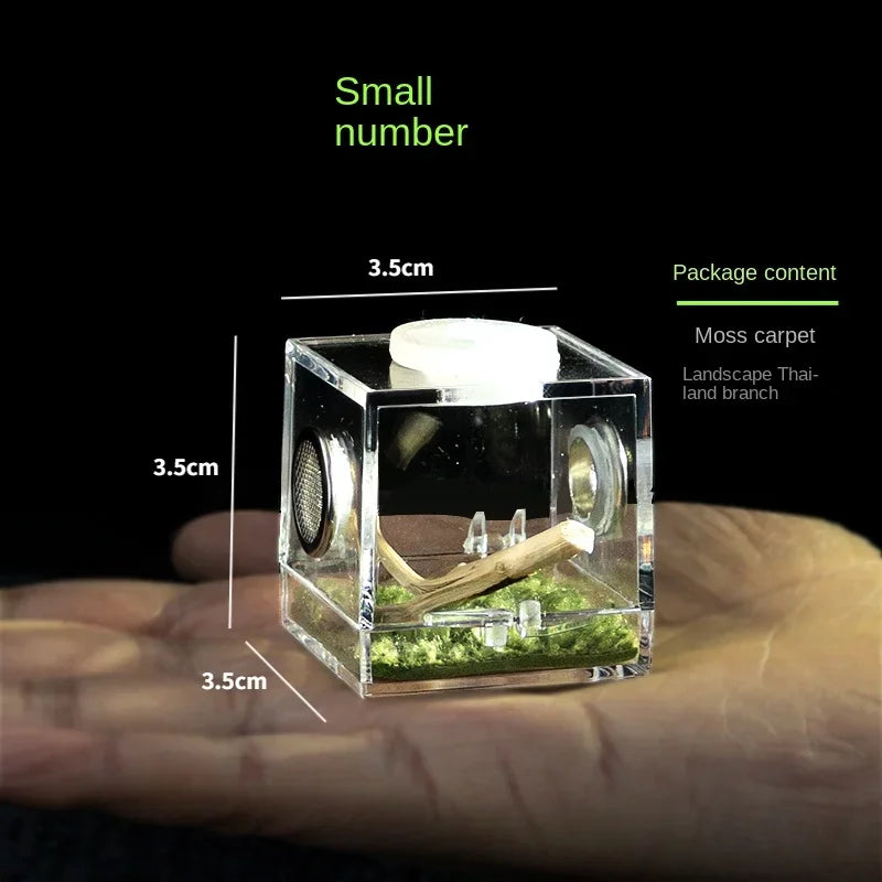 Terrarium pour phasmes – Acrylique clair vertical